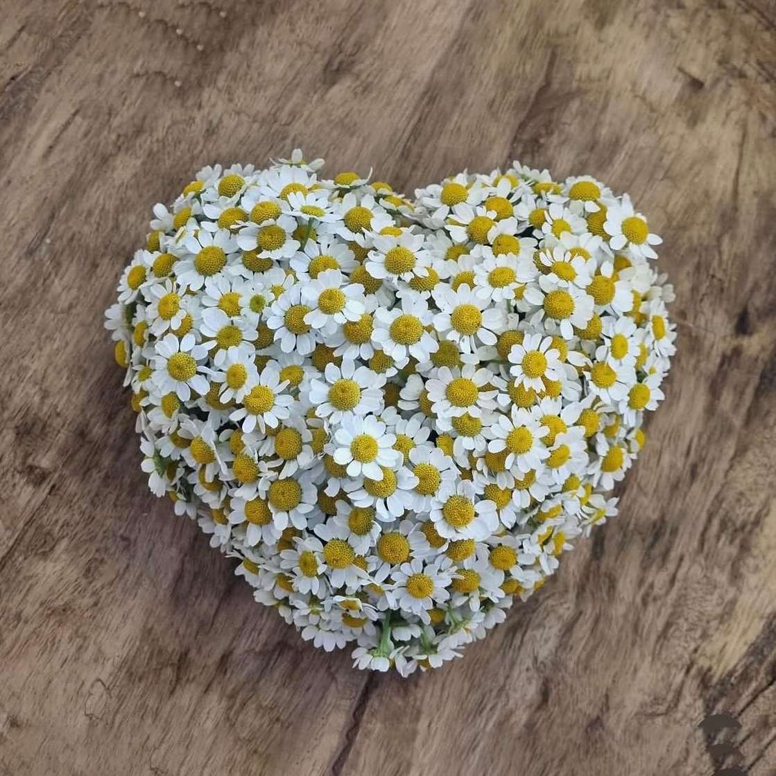 Herz aus weißen Blüten mit gelben Blütenmitten als Symbol für Liebe und Verbundenheit.